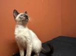 Siamese kittens - Siamese Kitten For Sale - Philadelphia&comma; PA&comma; US