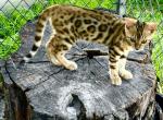 Bengal extravaganza - Bengal Kitten For Sale - 