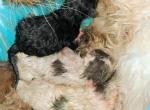 Cfa persian kittens chocolate - Persian Kitten For Sale - Woodburn&comma; IN&comma; US