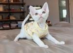 Puff - Devon Rex Kitten For Sale - Fontana&comma; CA&comma; US