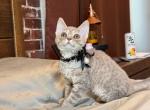Ch&eacute;rie - Devon Rex Kitten For Sale - Fontana&comma; CA&comma; US