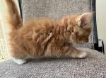 Girl Siberian Purebred Red Tabby with White - Siberian Kitten For Sale - Old Bridge&comma; NJ&comma; US