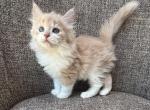 Girl Siberian Purebred Cream with White - Siberian Kitten For Sale - Old Bridge&comma; NJ&comma; US