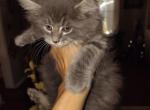 Gemma - Maine Coon Kitten For Sale - Dayton&comma; OH&comma; US