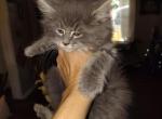 Gemma - Maine Coon Kitten For Sale - Dayton&comma; OH&comma; US