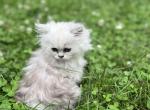 Lily - Persian Kitten For Sale - Becker&comma; MN&comma; US