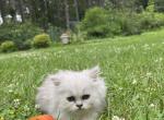 Luna - Persian Kitten For Sale - Becker&comma; MN&comma; US
