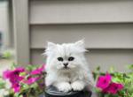 Lucy - Persian Kitten For Sale - Becker&comma; MN&comma; US