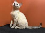 Siamese breed - Siamese Kitten For Sale - Philadelphia&comma; PA&comma; US