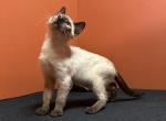 Siamese cat - Siamese Kitten For Sale - Philadelphia&comma; PA&comma; US