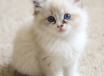 Baby Seal Lynx Mitted Girl - Ragdoll Kitten For Sale - Annapolis Junction&comma; MD&comma; US