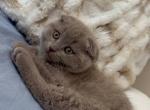 Marsik - Scottish Fold Kitten For Sale - Philadelphia&comma; PA&comma; US