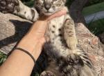 Exotic f6 kittens - Savannah Kitten For Sale - Orange&comma; CA&comma; US
