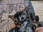 Bengal kitten - Bengal Kitten For Sale - Jefferson&comma; TX&comma; US