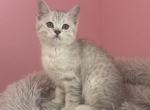 Felix - Scottish Straight Kitten For Sale - Roseville&comma; CA&comma; US