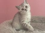 Mary - Scottish Straight Kitten For Sale - 