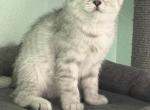 Rosie - Scottish Fold Kitten For Sale - 
