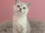 Albus - Scottish Straight Kitten For Sale - 