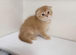 Phoenix - Scottish Fold Kitten For Sale - Puyallup&comma; WA&comma; US