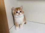 Sparky - Scottish Straight Kitten For Sale - Puyallup&comma; WA&comma; US