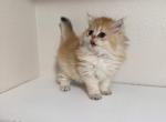 Brie Longhair - Scottish Straight Kitten For Sale - Puyallup&comma; WA&comma; US