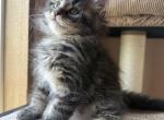 Lucy - Maine Coon Kitten For Sale - Denver&comma; CO&comma; US