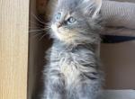 Max - Maine Coon Kitten For Sale - Denver&comma; CO&comma; US