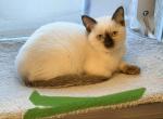 Horus Falcon & Jadis Bele G - Siamese Kitten For Sale - 