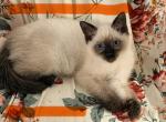 Horus Falcon & Jadis Bele O - Siamese Kitten For Sale - Hayden&comma; AL&comma; US
