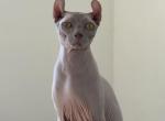Elf male cat - Sphynx Kitten For Sale - Miami&comma; FL&comma; US