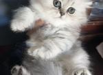 Persian boy - Persian Kitten For Sale - Virginia Beach&comma; VA&comma; US