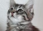Vicky - Domestic Kitten For Sale - Black Diamond&comma; WA&comma; US