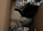 Kittens available - American Bobtail Kitten For Sale - Agawam&comma; MA&comma; US