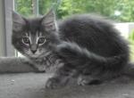 Susan - Maine Coon Kitten For Sale - Black Diamond&comma; WA&comma; US