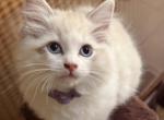 2 girls - Ragdoll Kitten For Sale - MA&comma; US