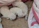 Girl 1 - Ragdoll Kitten For Sale - Fountain&comma; CO&comma; US