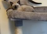 Siamese Kittens - Siamese Kitten For Sale - Philadelphia&comma; PA&comma; US