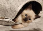 Sealpoint Female - Siamese Kitten For Sale - Willington&comma; CT&comma; US