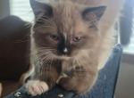 Coco - Domestic Kitten For Sale - 