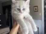 Bunson - Ragdoll Kitten For Sale - Spring&comma; TX&comma; US