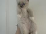 May 24th Ragdoll Blue Point Male Socked Mitted - Ragdoll Kitten For Sale - 
