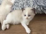 May 24th Litter Bi Color Male Ragdoll - Ragdoll Kitten For Sale - Central Nyack&comma; NY&comma; US