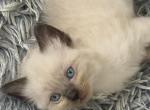 May 24th Ragdoll Pointed Male Socked and Mitted - Ragdoll Kitten For Sale - 