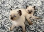 May 24th Ragdoll Male Pointed Socked and Mitted - Ragdoll Kitten For Sale - 