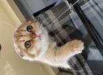 Mimi - Scottish Fold Kitten For Sale - Falls Church&comma; VA&comma; US