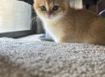 Leo - Scottish Fold Kitten For Sale - Falls Church&comma; VA&comma; US