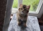 Emma - Scottish Straight Kitten For Sale - Palatine&comma; IL&comma; US