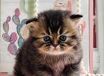 momo - British Shorthair Kitten For Sale - 