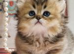 Windsor - Munchkin Kitten For Sale - P J S&comma; NY&comma; US