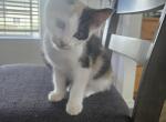 Texas Brazil Paris London - Maine Coon Kitten For Sale - Marysville&comma; WA&comma; US